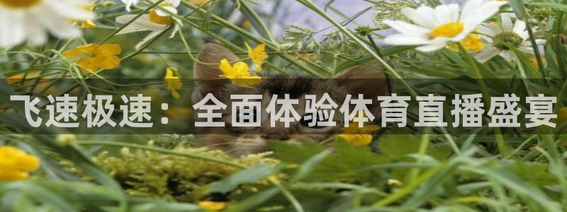 飞速极速：全面体验体育直播盛宴